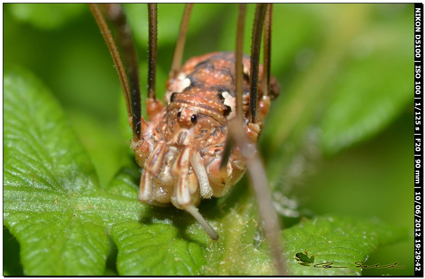 Dasylobus argentatus da Villanova Monteleone No 162